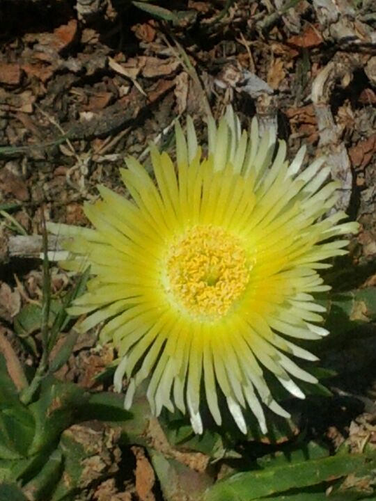 Power Lines Dog Park, Village Run W, Encinitas, CA, Outdoor Sports