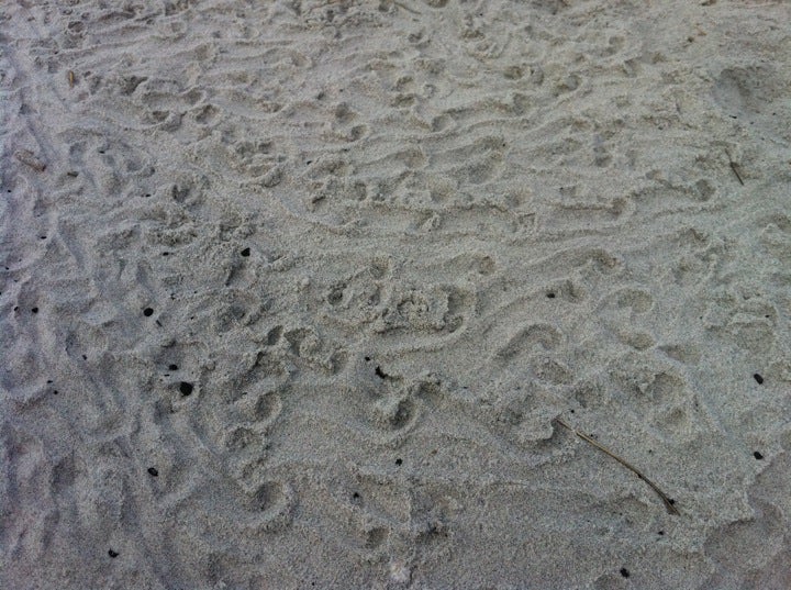 Sea Turtle Nest, Beachwood Ave, Topsail Beach, NC, Beach - MapQuest