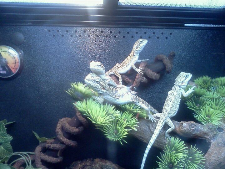 Best Pet Store in Brunswick, Michigan MapQuest