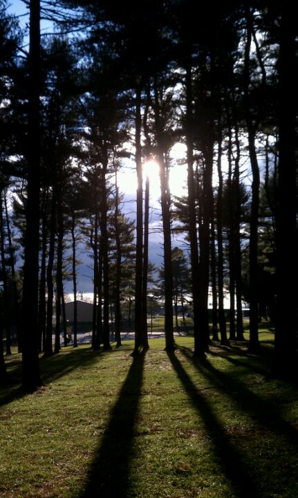 Manchester md christmas tree farms