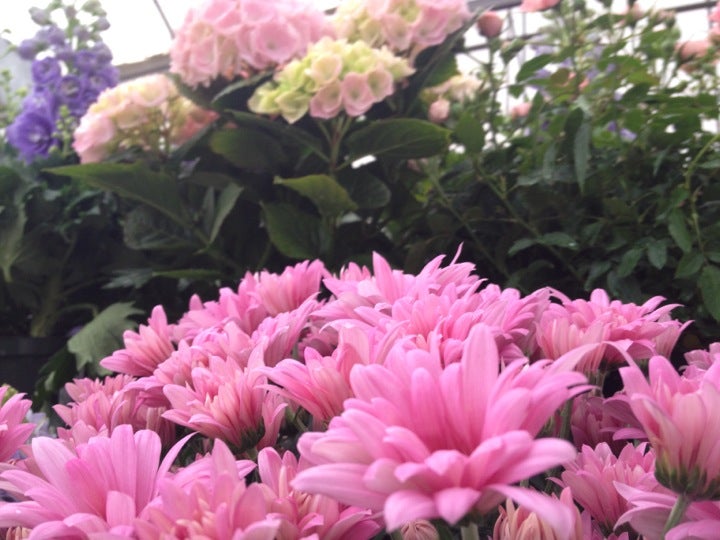 TLC Nursery & Greenhouses, 105 W Memorial Rd, Oklahoma City, OK