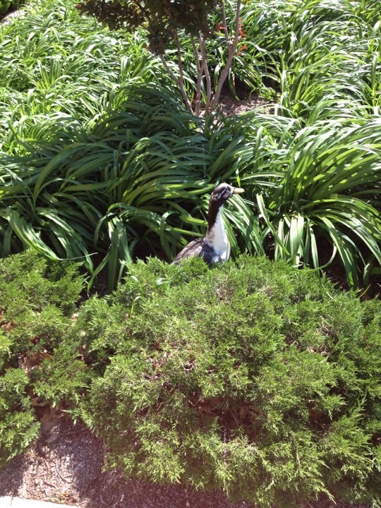 Whitehurst Hall, Stillwater, OK MapQuest