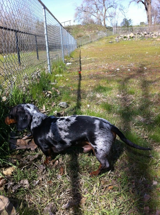 Pat Alley Memorial Dog Park, Riverbend Park, Oroville, CA, Parks - MapQuest