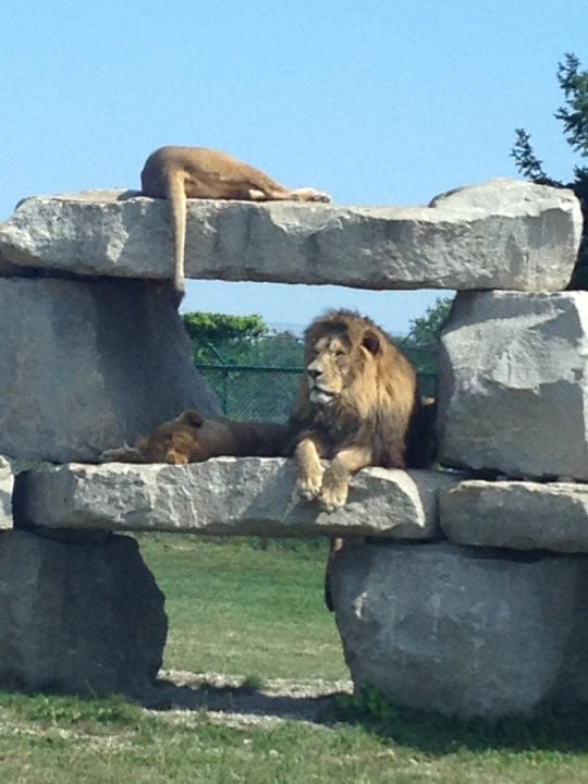 african lion safari 1386 cooper road hamilton