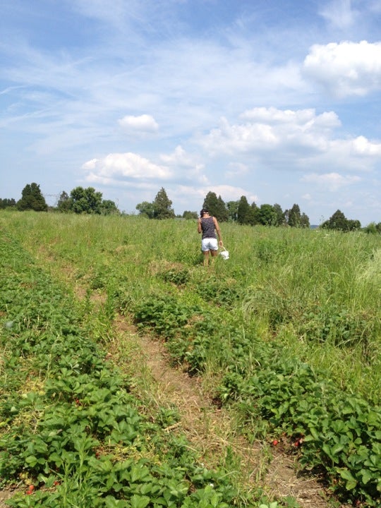 Fruit and Berry Patch, 4407 McCloud Rd, Knoxville, TN MapQuest