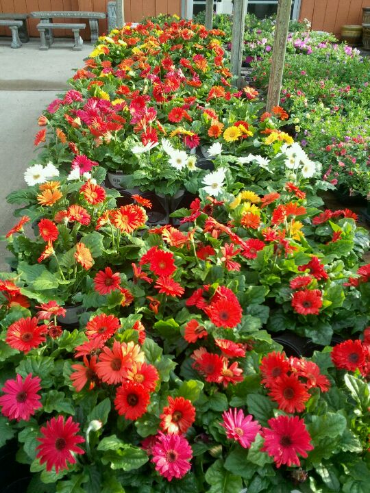 Flowerland, 3801 Alpine Ave NW, Comstock Park, MI, Garden Centers