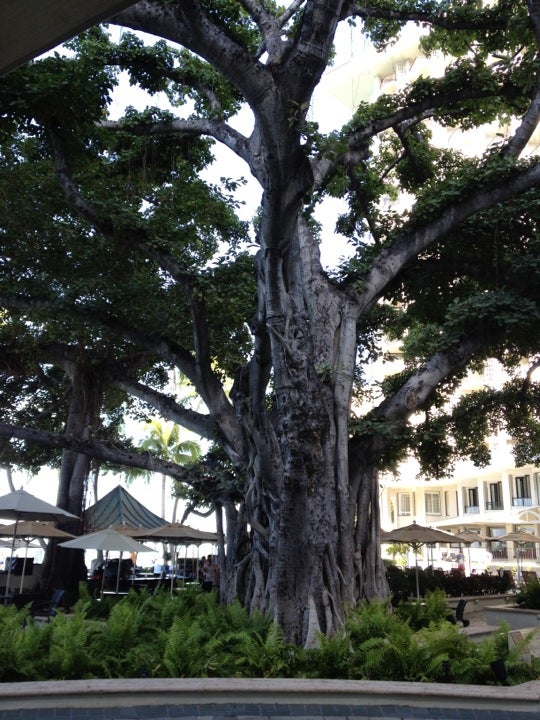 Moana Surfrider Banyan Tree 2365 Kalakaua Ave Honolulu HI Landmark Moana Surfrider Banyan Tree 2365 Kalakaua Ave Honolulu HI Landmark