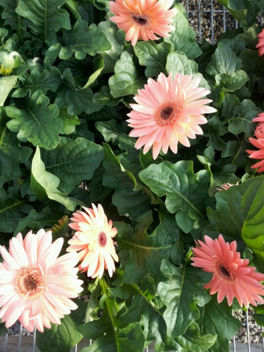 Ebert's Greenhouse Village, W1795 Fox Rd, Ixonia, Town of, WI, Garden Centers MapQuest