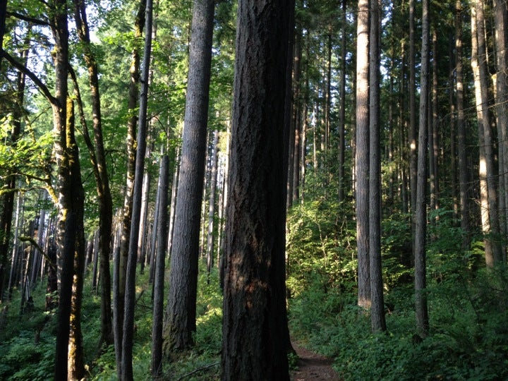 Ruth Kees Big Tree Trail, Issaquah, WA, Trail - MapQuest