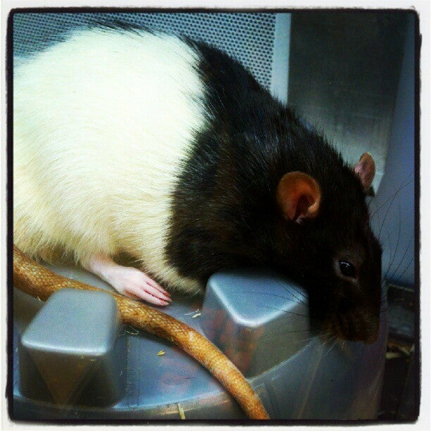 Petco, 2795 Richmond Ave, Suite 37, Staten Island, NY, Pet Supplies