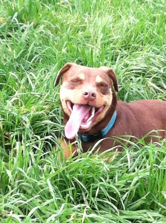 Power Lines Dog Park, Village Run W, Encinitas, CA, Outdoor Sports