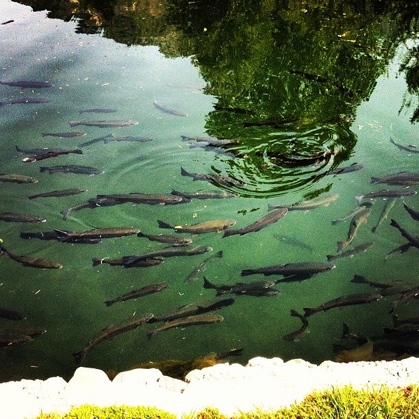 Cold Springs Trout Farm, 2284 Fruitland Dr, Ogden, UT, Tourist attractions, amusement park