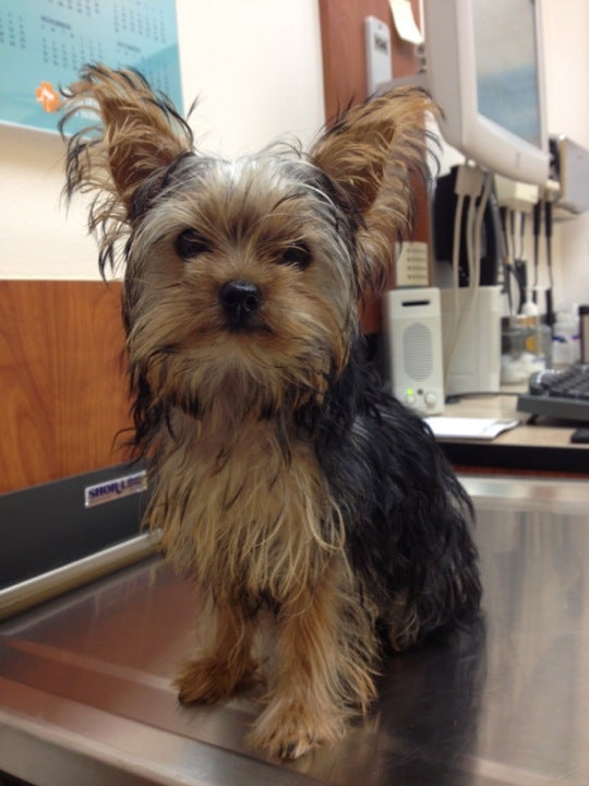 PetSmart, 2601 S I35, Suite E, Round Rock, TX MapQuest