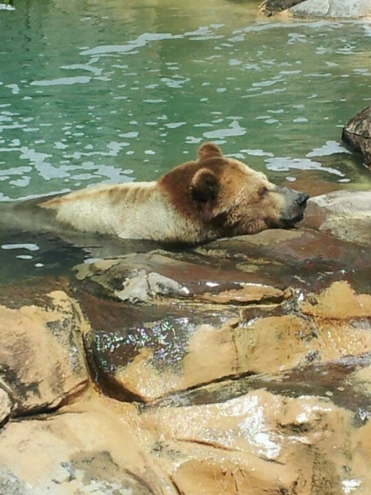 Payment $2,005 /mo * refinance your home homes for sale near 4401 zoo. North Carolina Zoological Park, 4401 Zoo Pkwy, Asheboro, North Carolina