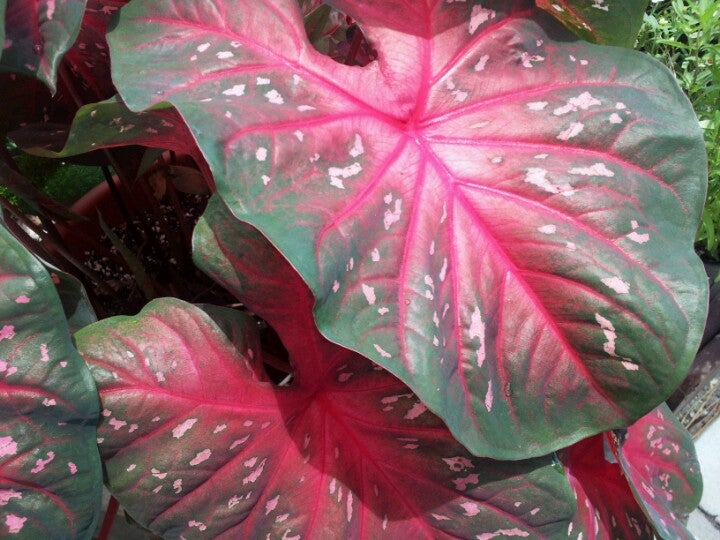 Flower Nursery In Dothan Al Best Flower Site