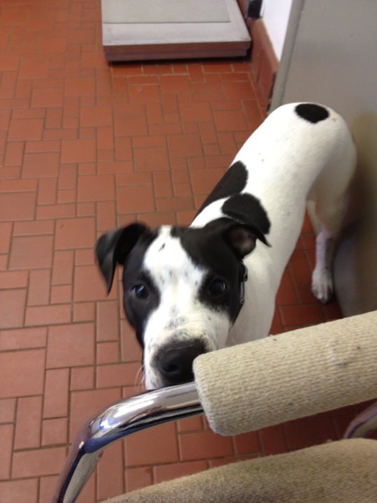 Brandywine Veterinary Hospital, 1270 Baltimore Pike, Chadds Ford Twp, PA, Veterinarians - MapQuest Brandywine Veterinary Hospital, 1270 Baltimore Pike, Chadds Ford Twp, PA, Veterinarians - MapQuest