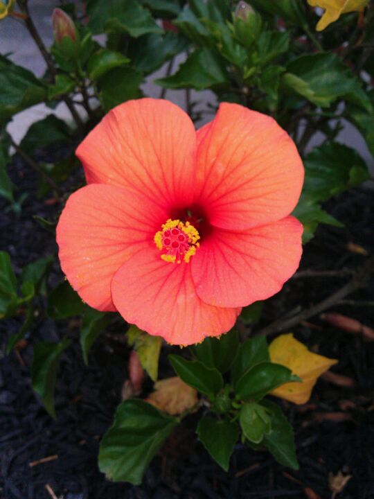 Scotch Plains, NJ Map & Directions MapQuest