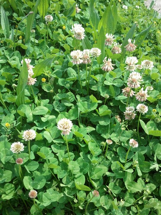 Sandy Plains Village Shopping Center, 4648 Woodstock Rd, Roswell, GA