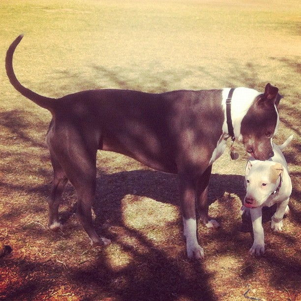 Rose Mofford Dog Park, 9625 N 25th Pl, Phoenix, AZ, Parks MapQuest